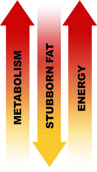 Metabolism, Body Fat, Energy